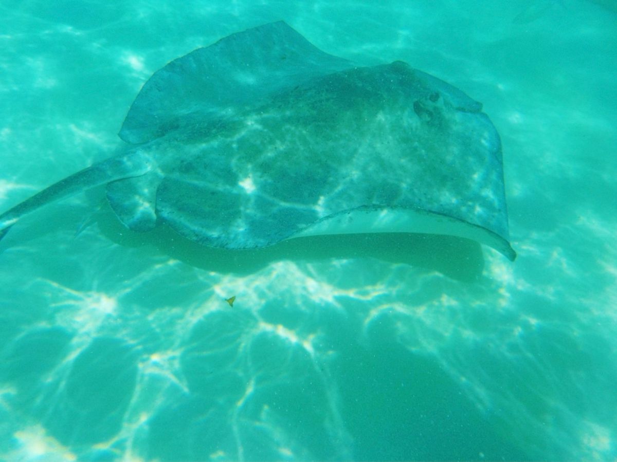 スティングレイとの触れ合いツアー

ヘッポコ水中カメラ📸しか持ってなかった...