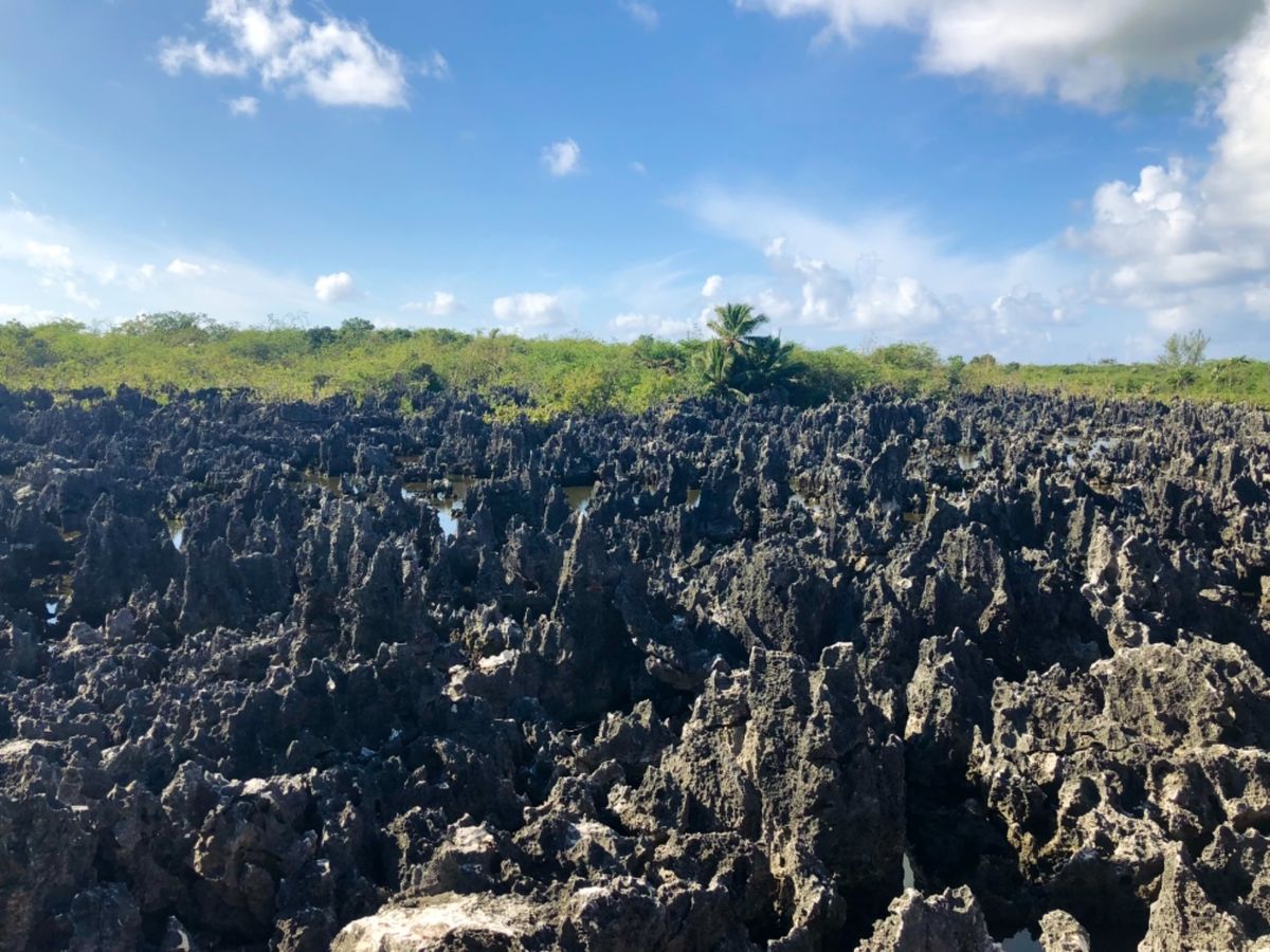 Hell, Grand Cayman

酸性雨に侵食されて岩の成分との兼ね...