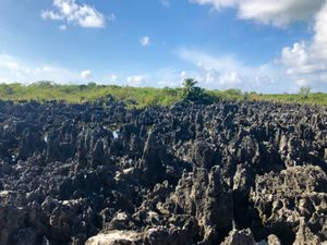Hell, Grand Cayman

酸性雨に侵食されて岩の成分との兼ね...