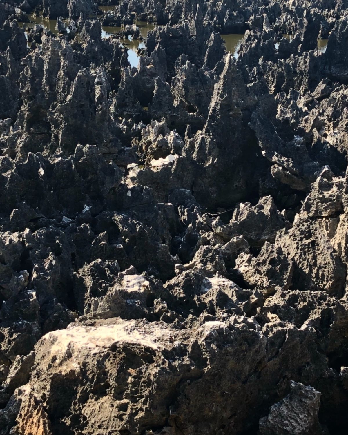 Hell, Grand Cayman

酸性雨に侵食されて岩の成分との兼ね...