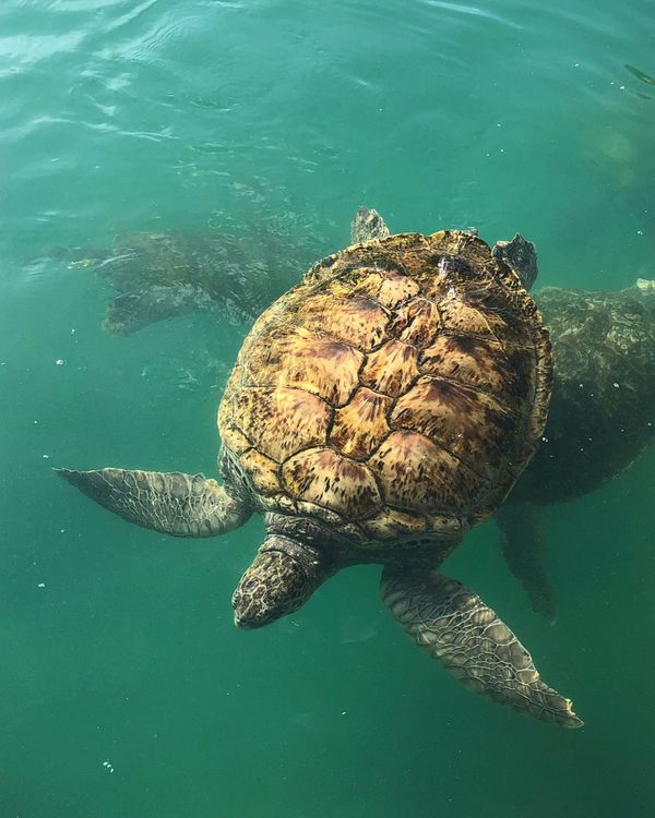 ケイマン諸島「カリブ海クルーズで周遊！」の写真：ケイマン・タートル・センター

大きな亀...