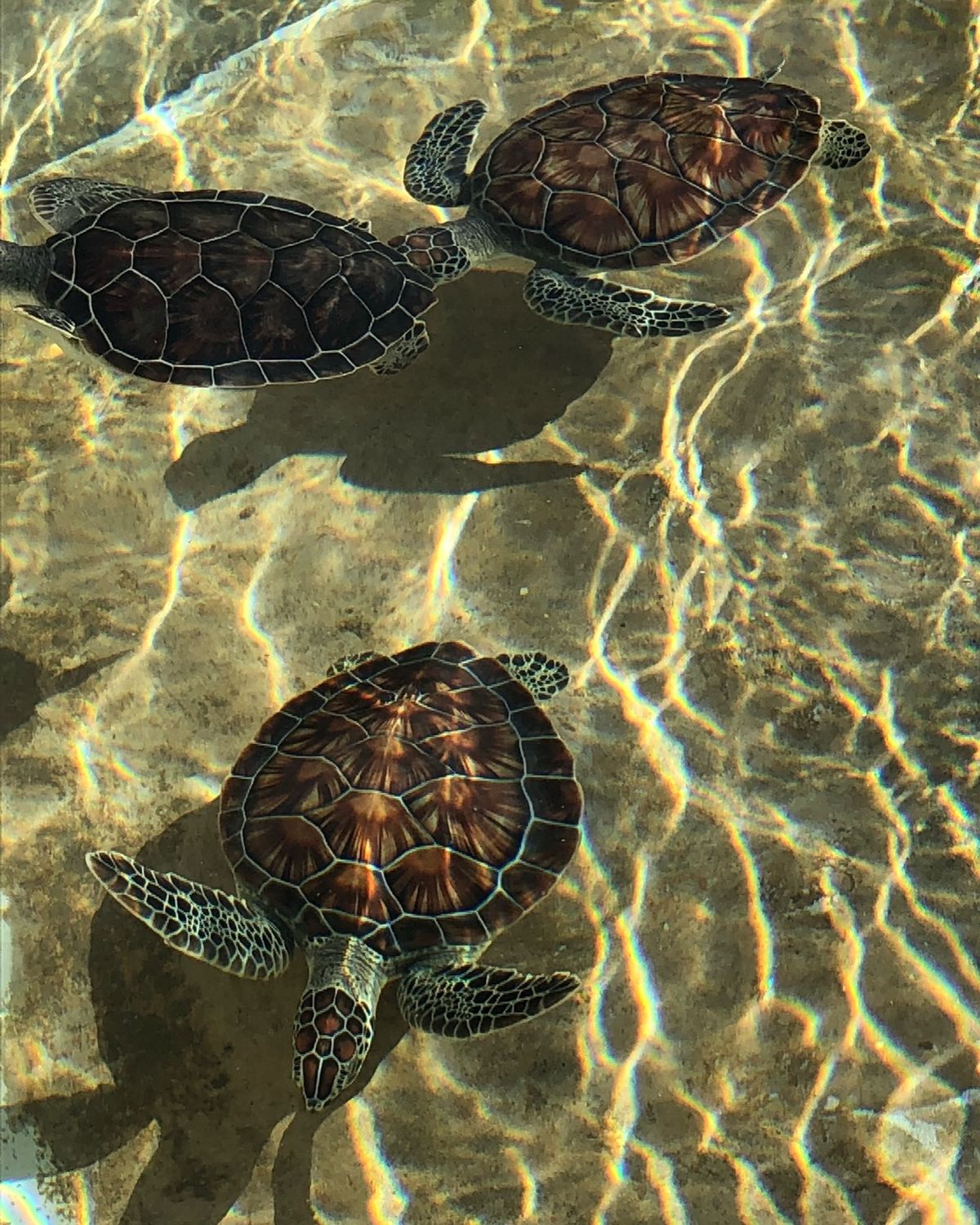 ケイマン・タートル・センター

大きな亀から子亀まで
色んな亀を見学できる...