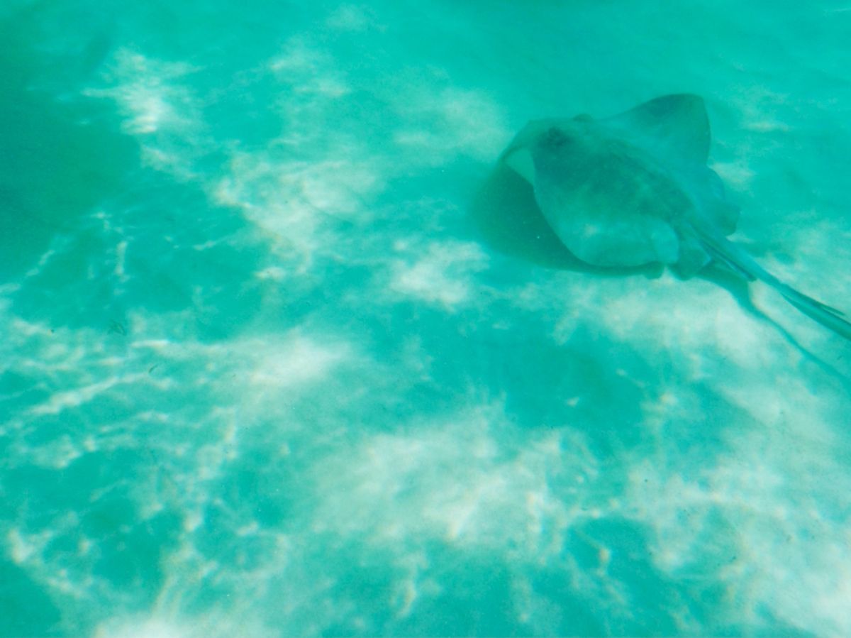 スティングレイとの触れ合いツアー

ヘッポコ水中カメラ📸しか持ってなかった...