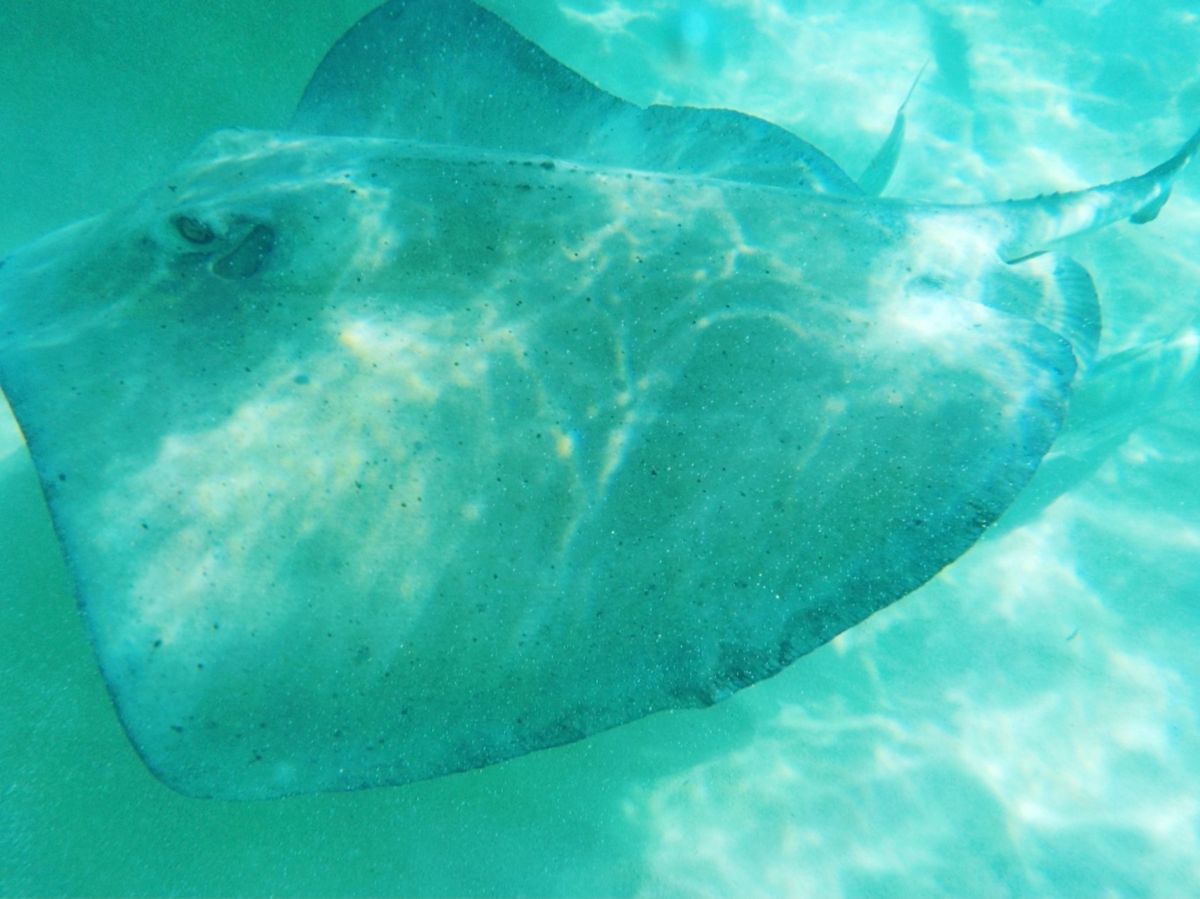 スティングレイとの触れ合いツアー

ヘッポコ水中カメラ📸しか持ってなかった...
