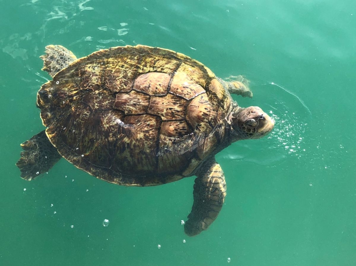 ケイマン・タートル・センター

大きな亀から子亀まで
色んな亀を見学できる...