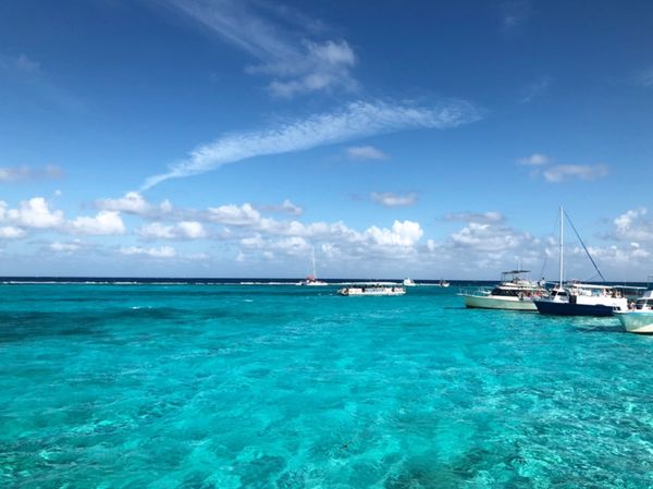 ケイマン諸島「カリブ海クルーズで周遊！」の写真：スティングレイとの触れ合いツアー
スティ...