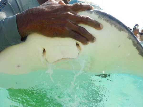 ケイマン諸島「カリブ海クルーズで周遊！」の写真：エイの口を間近で見せてもらった
口がこん...