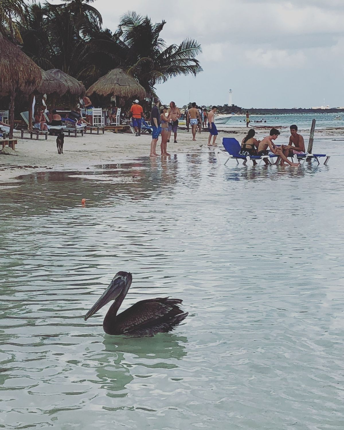 マアウアル・ビーチ Mahahual Beach

野生の子🦤のはずなのに...