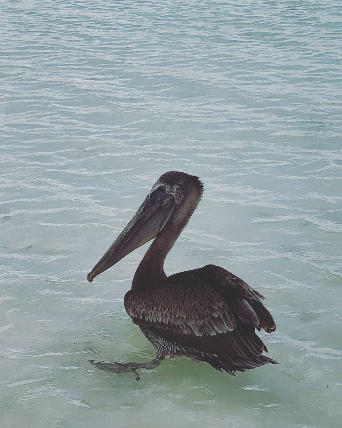 マアウアル・ビーチ Mahahual Beach

野生の子🦤のはずなのに...