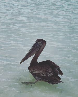 マアウアル・ビーチ Mahahual Beach

野生の子🦤のはずなのに...