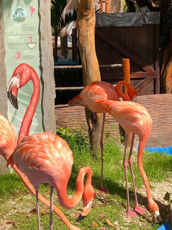 メキシコ・コスタ・マヤ「カリブ海クルーズで周遊！」の写真：人形かと思いきや
本物🦩だった