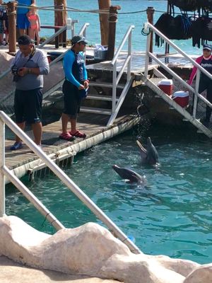 たぶんイルカと一緒に泳ぐ体験ができるアクティビティー🐬
