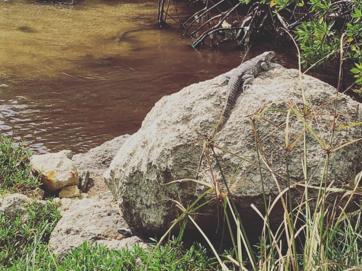 コスタ・マヤ Costa Maya

ちょっと歩くとあちこちにイグアナいる🦎