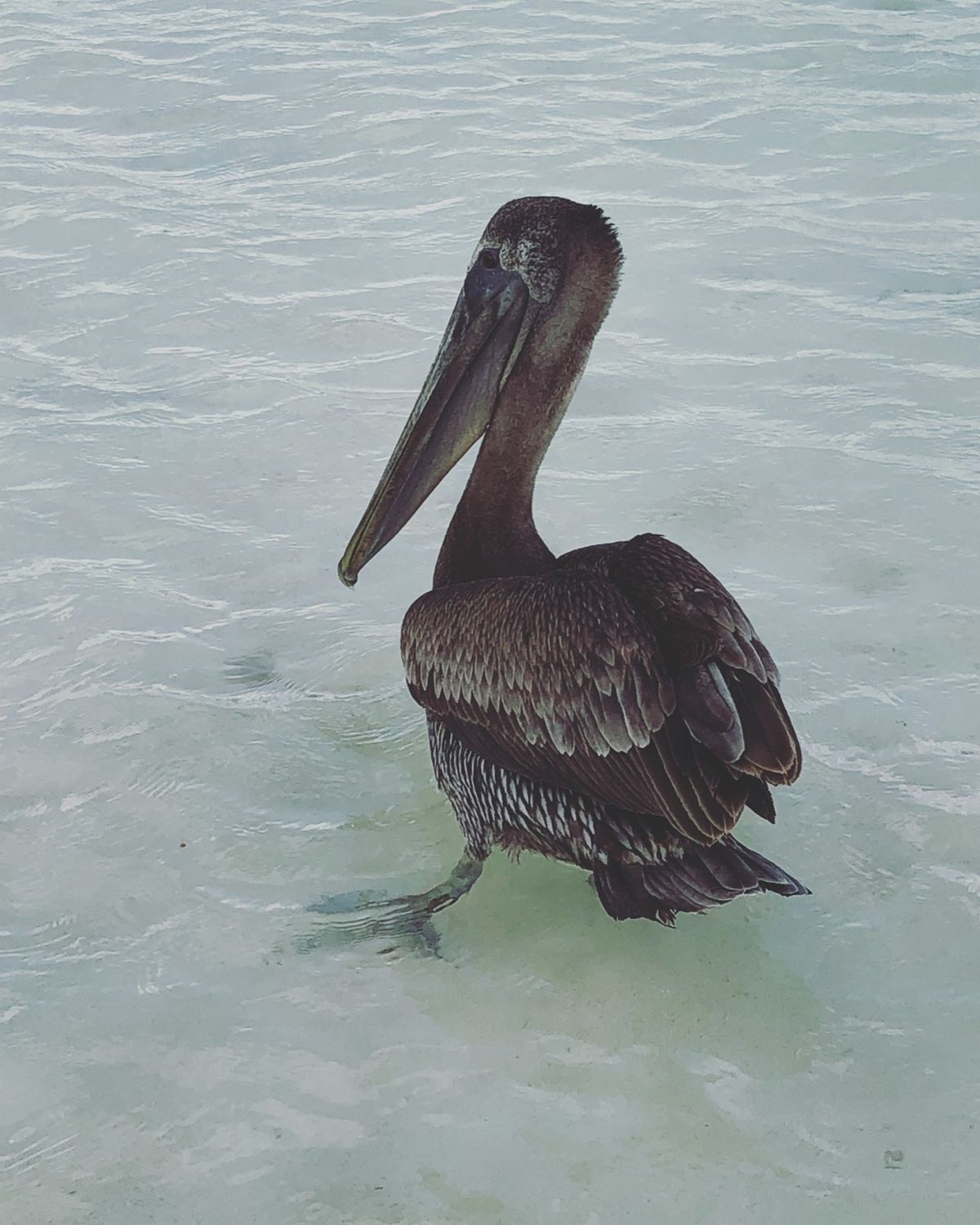 マアウアル・ビーチ Mahahual Beach

野生の子🦤のはずなのに...