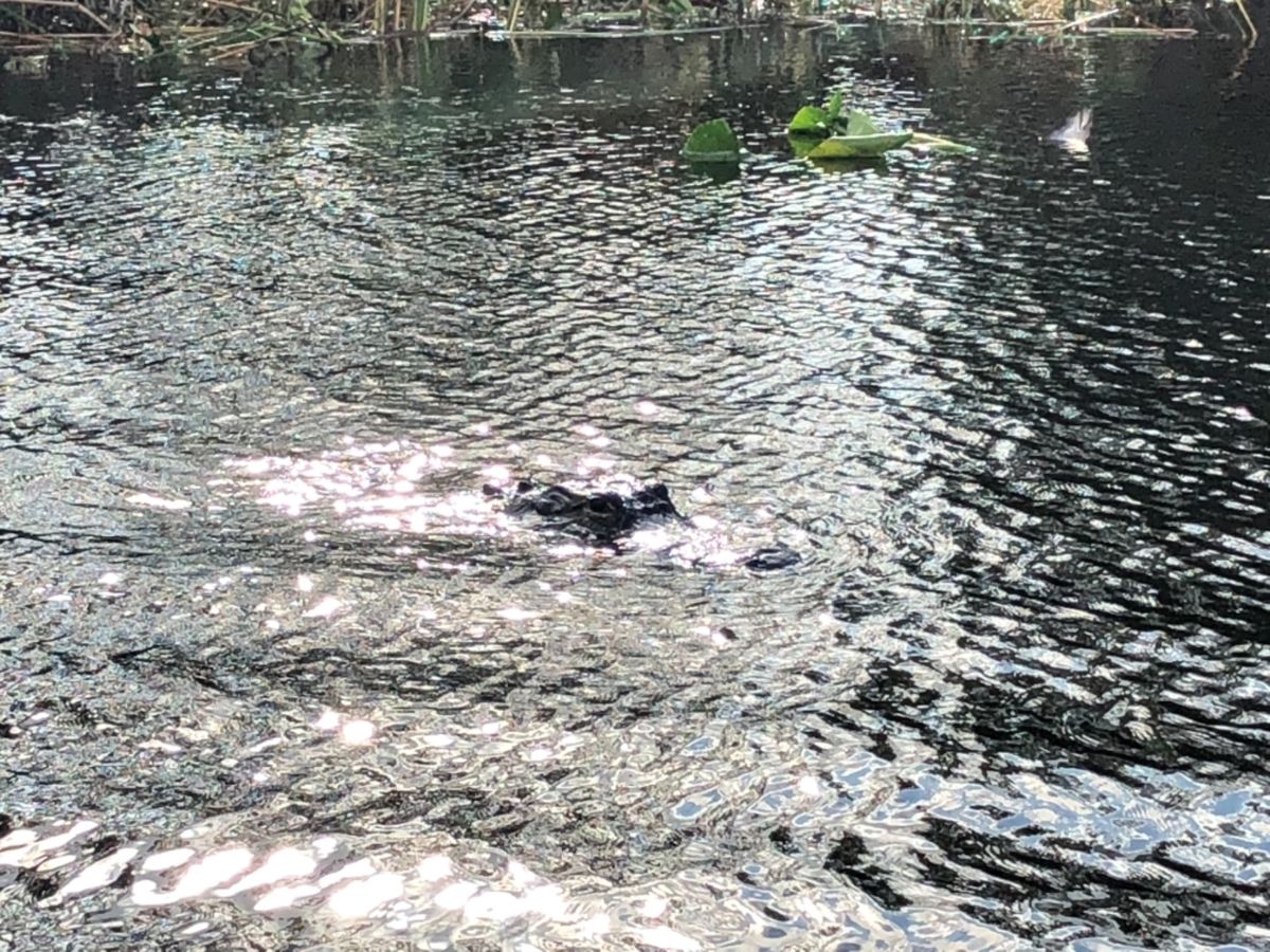 Everglades Holiday Park Airboat Tours...