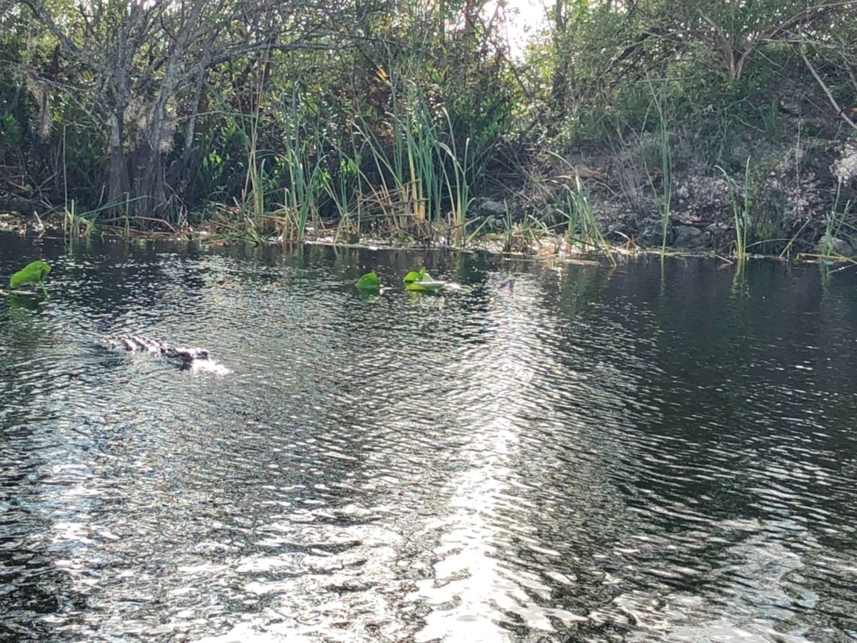 Everglades Holiday Park Airboat Tours...