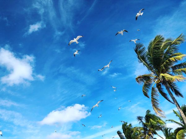バハマ・グレードスターラップ島「カリブ海クルーズで周遊！」の写真：グレードスターラップ島

海の青さが感動...