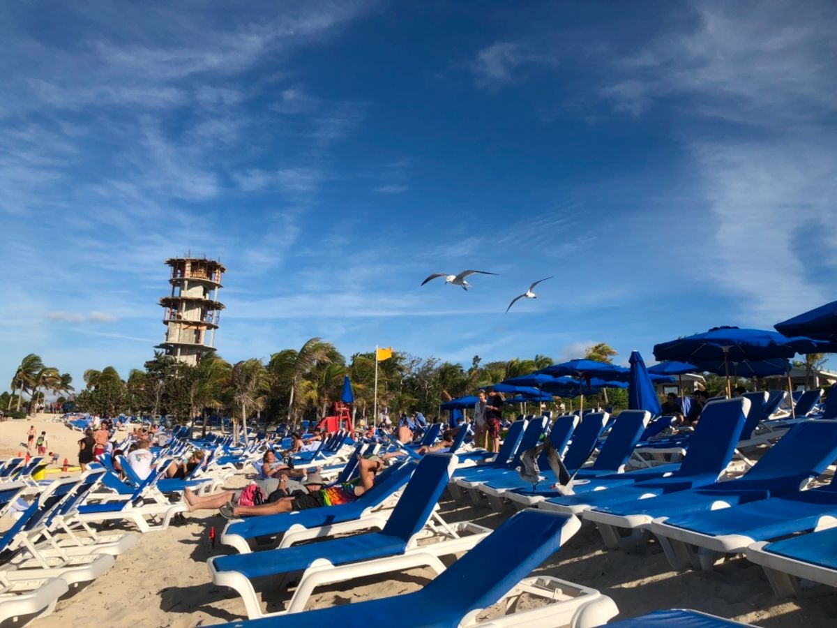 ビーチチェアゾーンでは
海鳥達がおこぼれ狙ってた🦅