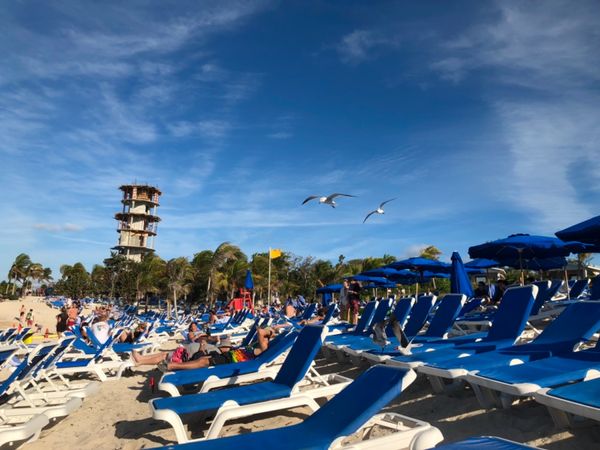 バハマ・グレードスターラップ島「カリブ海クルーズで周遊！」の写真：ビーチチェアゾーンでは
海鳥達がおこぼれ...