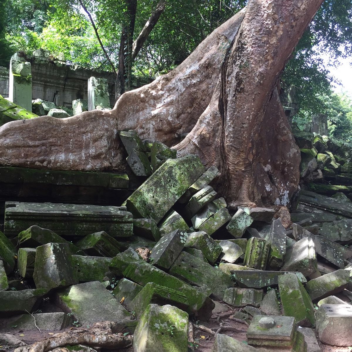 ベンメリア

巨木×石×苔の組み合わせが
なんとも言えない雰囲気出してて
...