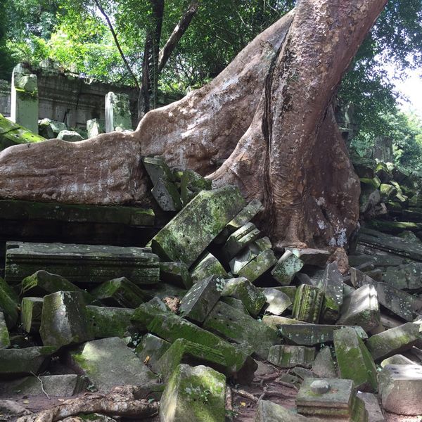 カンボジア・シェムリアップ「遺跡に圧倒された旅」の写真：ベンメリア

巨木×石×苔の組み合わせが...