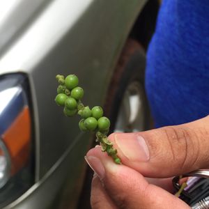 胡椒畑

なんかフォルダの中の写真の順番がバラバラなっとる

この粒を見る...