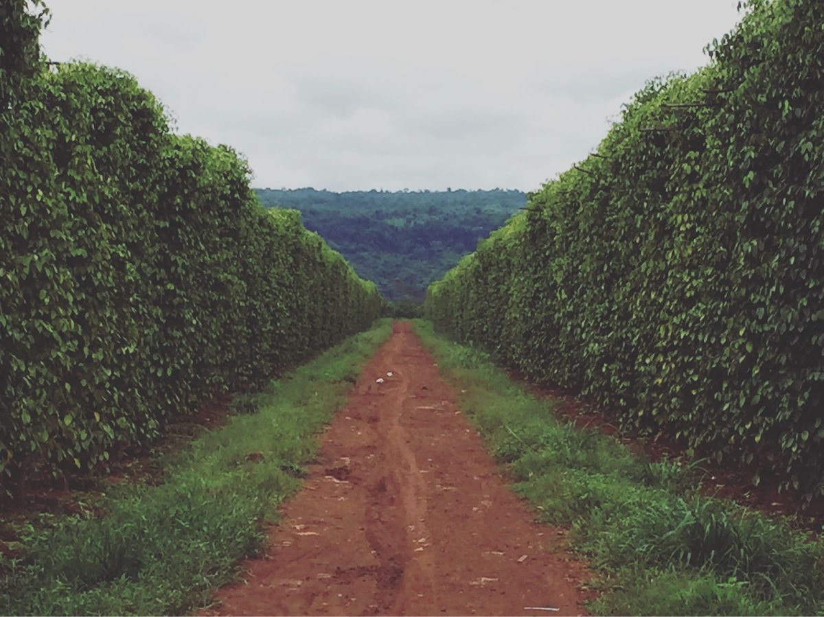 途中で立ち寄った胡椒畑
胡椒畑見たことなかったから意外で驚いた記憶
