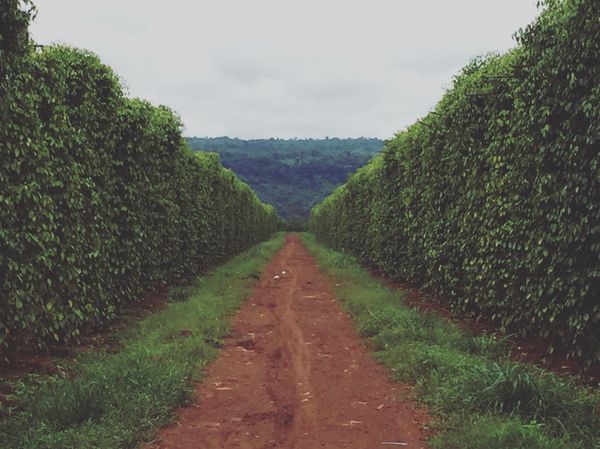 カンボジア・シェムリアップ「遺跡に圧倒された旅」の写真：途中で立ち寄った胡椒畑
胡椒畑見たことな...