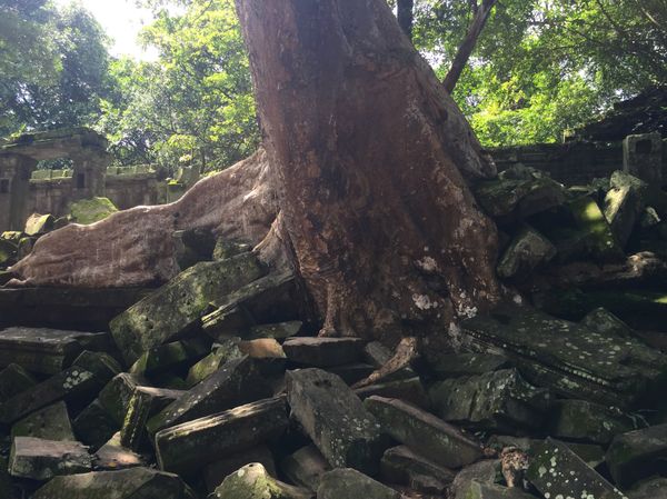 カンボジア・シェムリアップ「遺跡に圧倒された旅」の写真：ベンメリア

本当にラピュタみたいな世界やなぁ