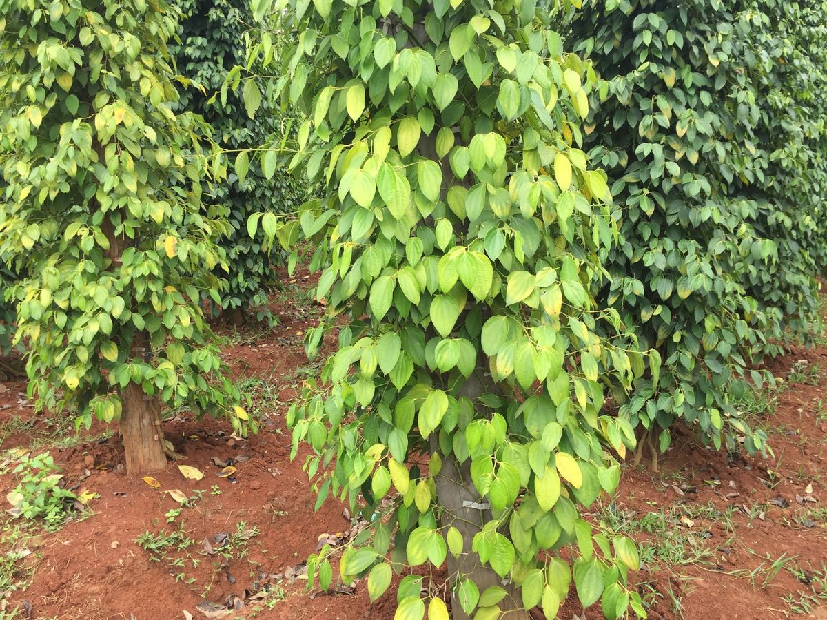 胡椒畑

なんかフォルダの中の写真の順番がバラバラなっとる

この粒を見る...