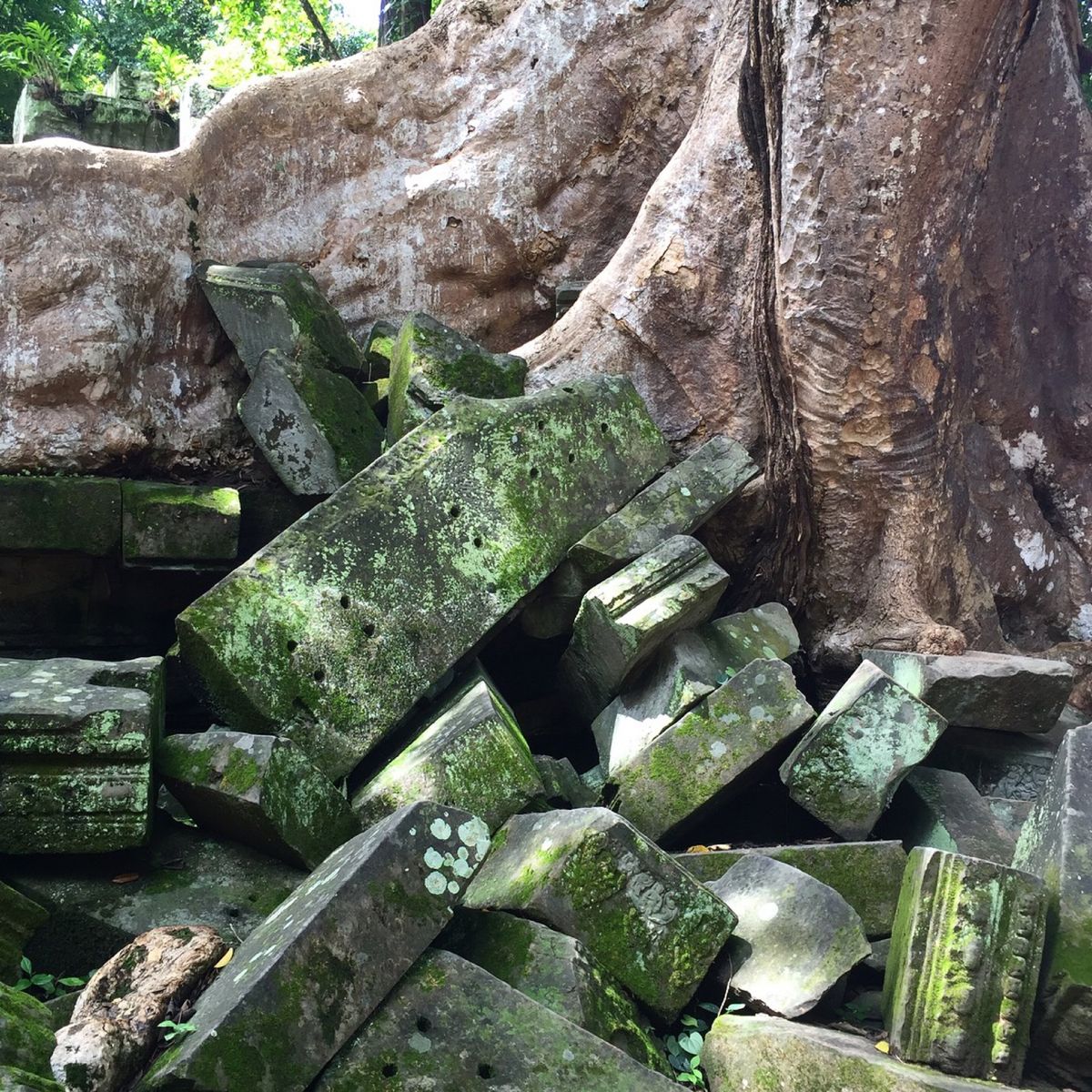 ベンメリア

巨木×石×苔の組み合わせが
なんとも言えない雰囲気出してて
...