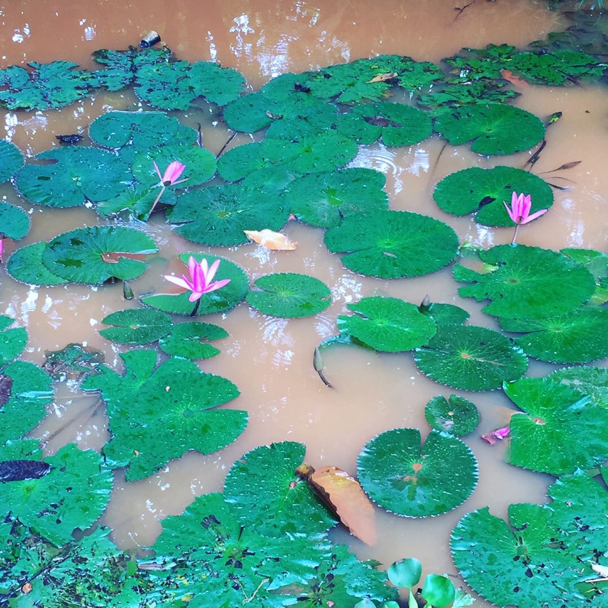 バンテアイ・スレイ បន្ទាយស្រី

バンテアイ・スレイはヒンドゥー...