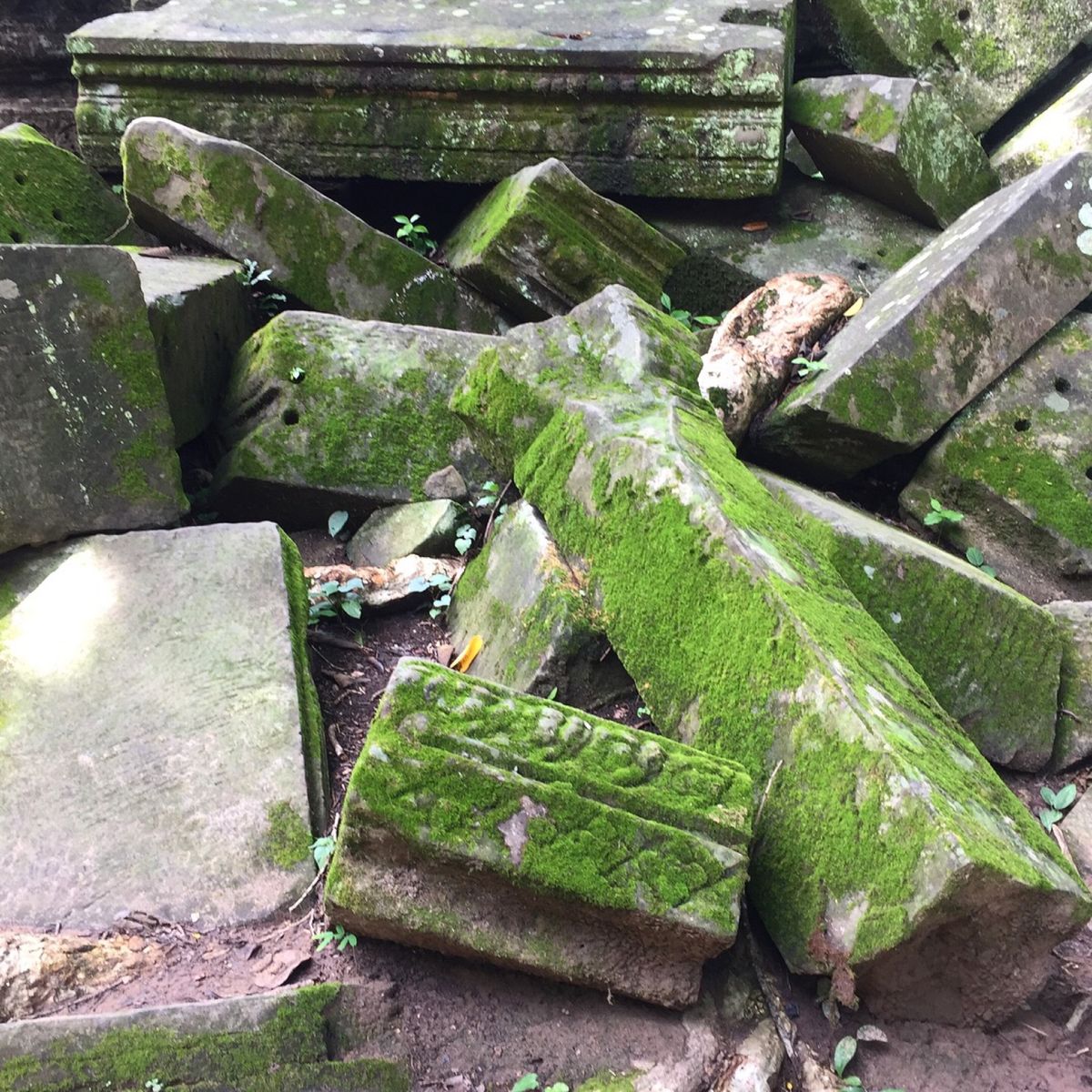 ベンメリア

巨木×石×苔の組み合わせが
なんとも言えない雰囲気出してて
...