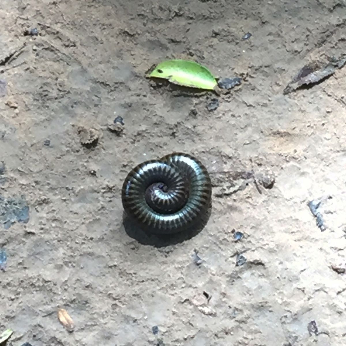 ベンメリアの遺跡にいた馬鹿でかい気持ち悪い虫
なんていう虫？？