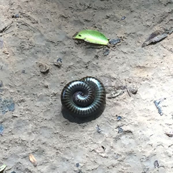 カンボジア・シェムリアップ「遺跡に圧倒された旅」の写真：ベンメリアの遺跡にいた馬鹿でかい気持ち悪...