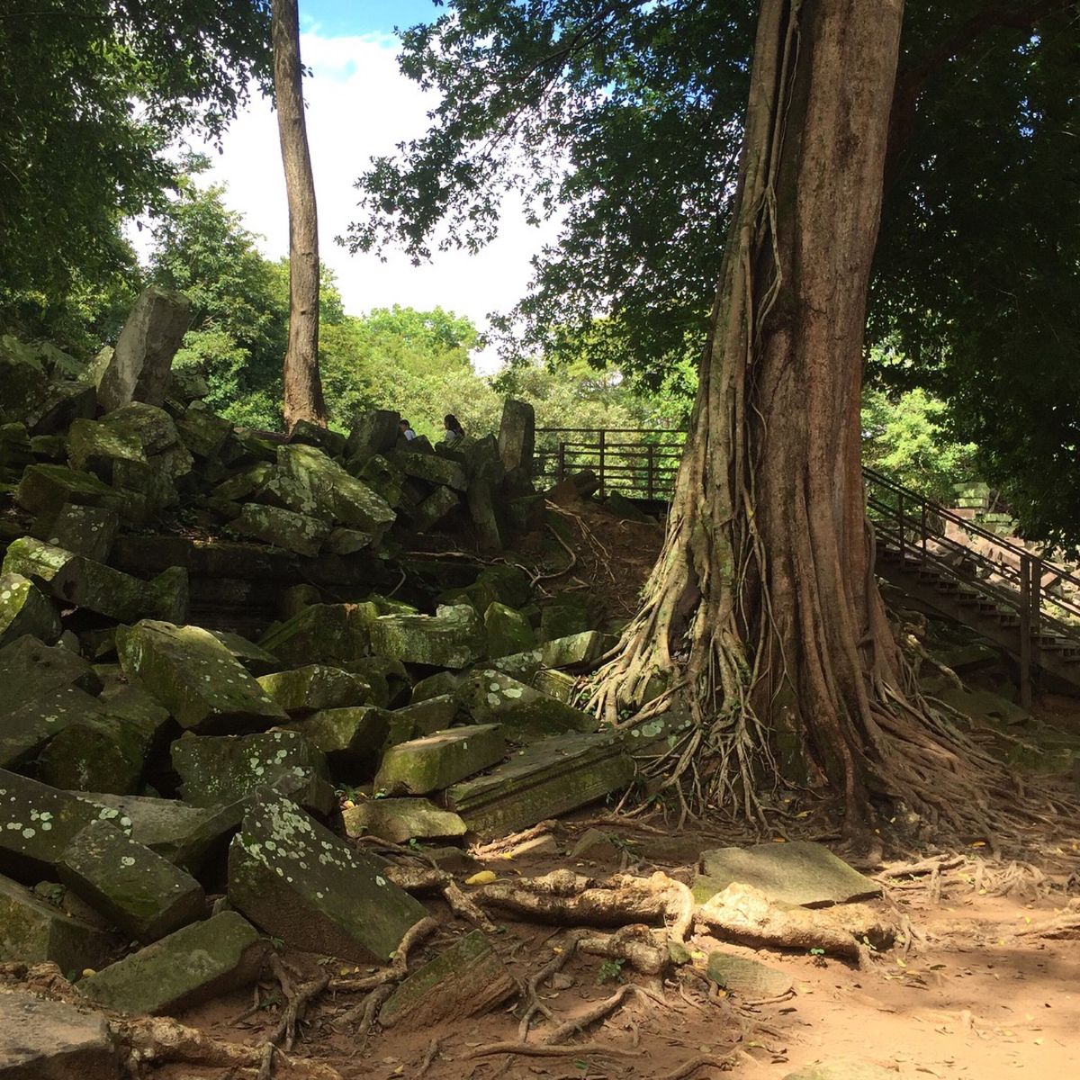 ベンメリア

巨木×石×苔の組み合わせが
なんとも言えない雰囲気出してて
...