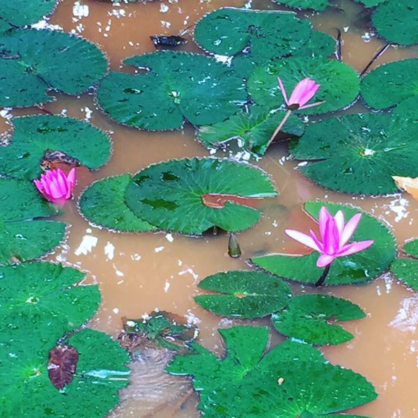 カンボジア・シェムリアップ「遺跡に圧倒された旅」の写真：バンテアイ・スレイ បន្ទាយស្រី...