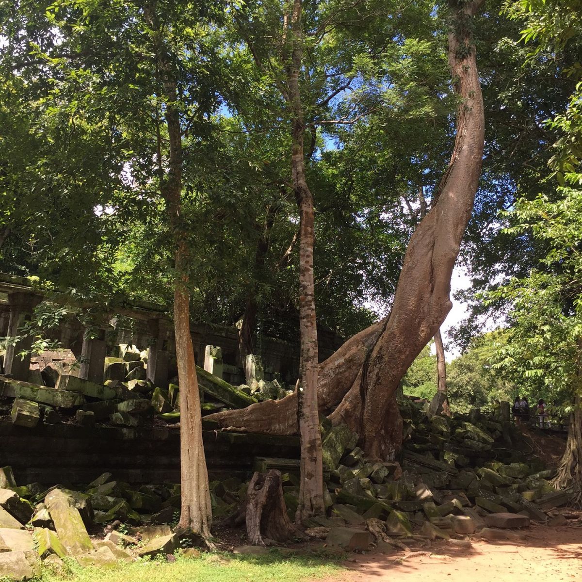 ベンメリア

ベンメリアの遺跡は蛇の像が印象的だった