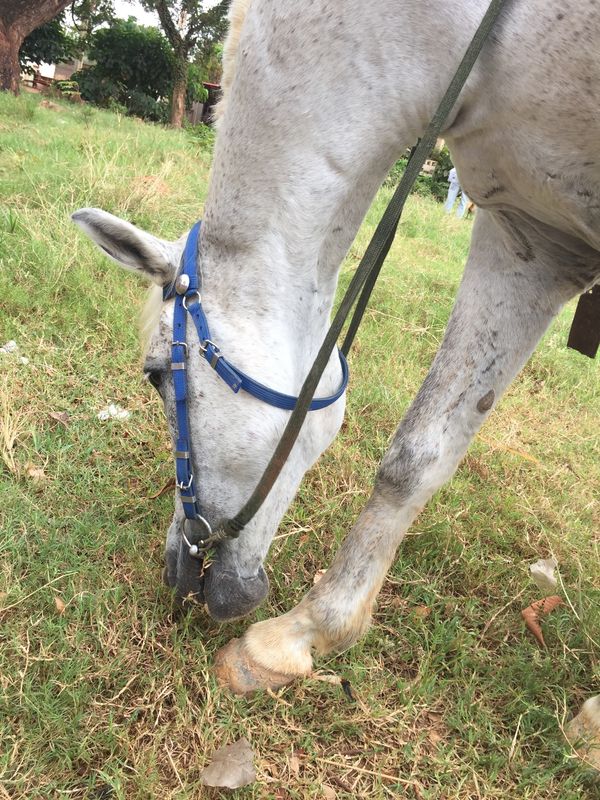 カンボジア・シェムリアップ「遺跡に圧倒された旅」の写真：私を乗せてくれた🐴ちゃん
名前を呼んでも...