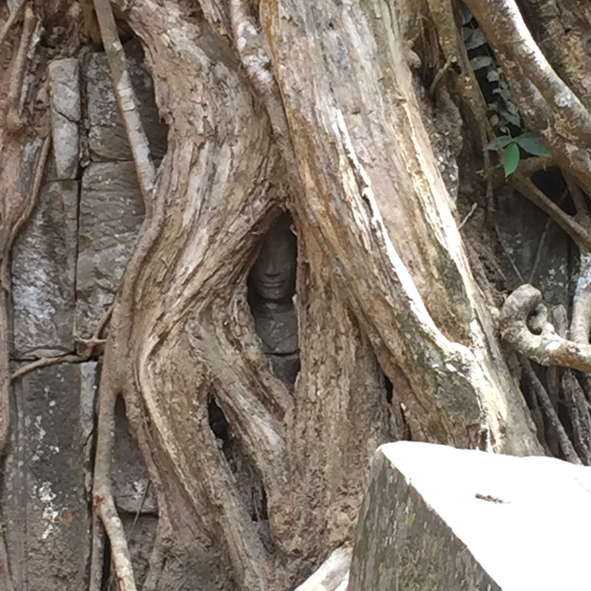 タ・プローム

木の隙間から仏像の顔がのぞいてるの良き