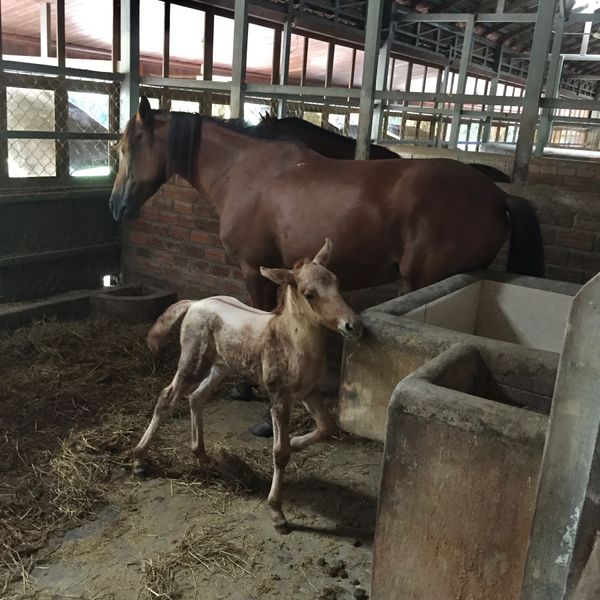 カンボジア・シェムリアップ「遺跡に圧倒された旅」の写真：子馬ちゃんがいた！
可愛いー😍