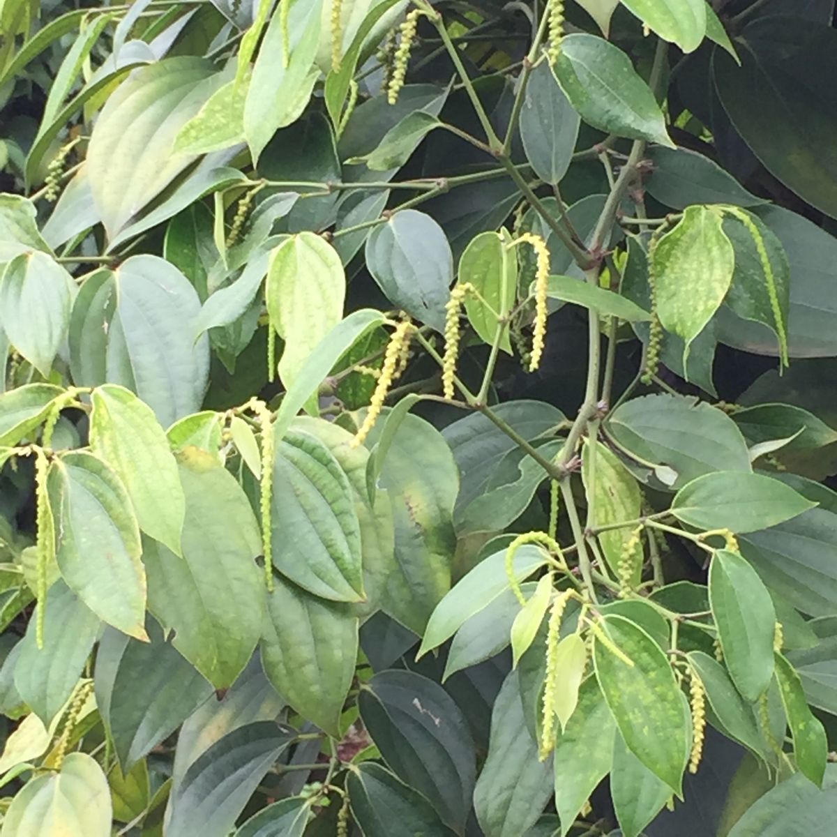 胡椒畑

なんかフォルダの中の写真の順番がバラバラなっとる

この粒を見る...