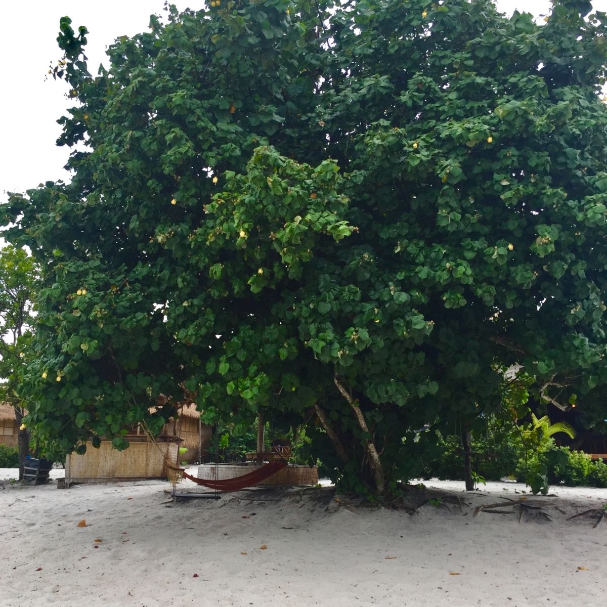 コー・ロング・サンローム

最初から最後まで天気悪すぎて
一切映えない写真...