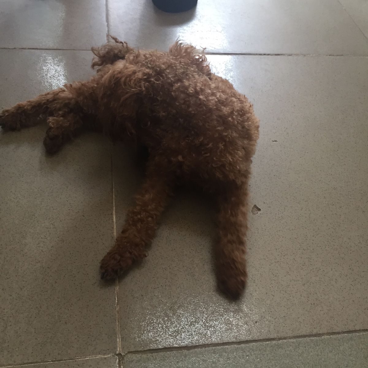 お店にいた看板犬ちゃん🐩