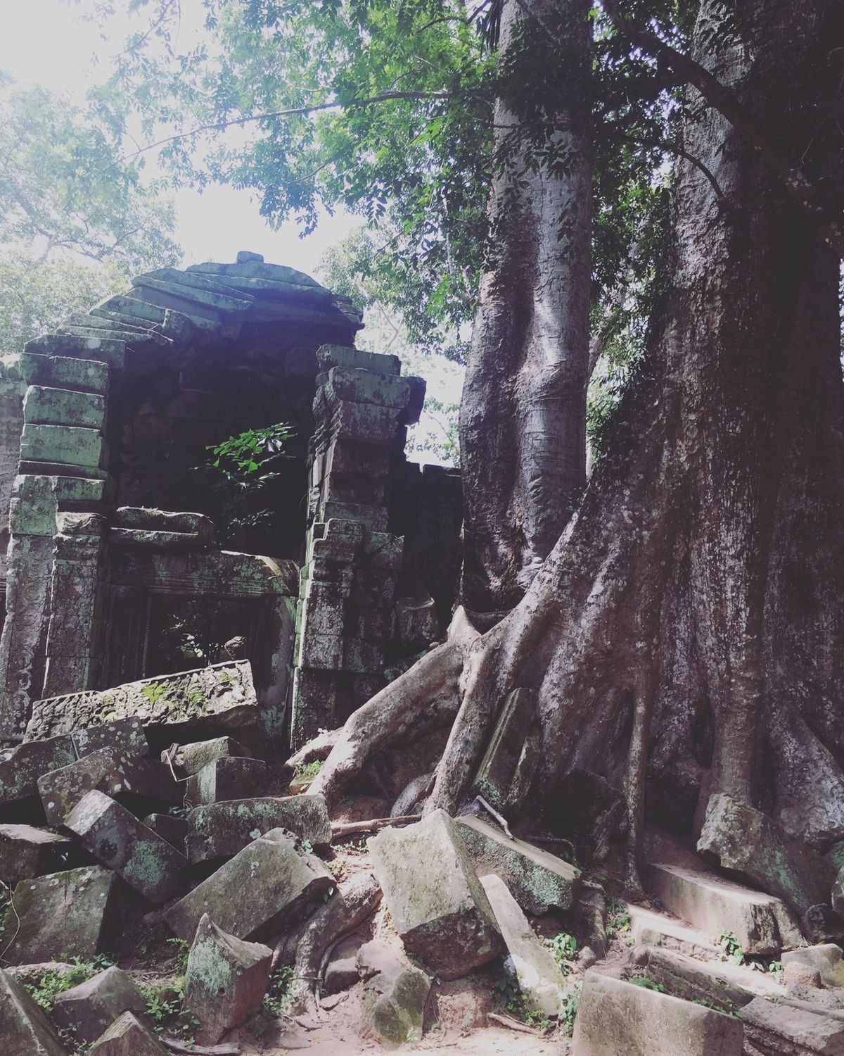 タ・プローム

巨木に侵食されたヒンドゥー教の寺院として有名
自然と遺跡の...