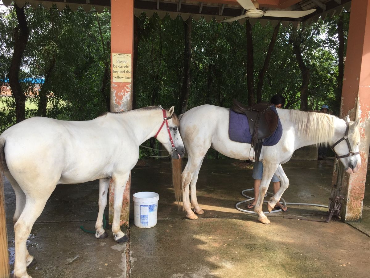 やたら陽気なお兄さんが
乗馬のインストラクター

乗馬姿のときの顔パンパン...