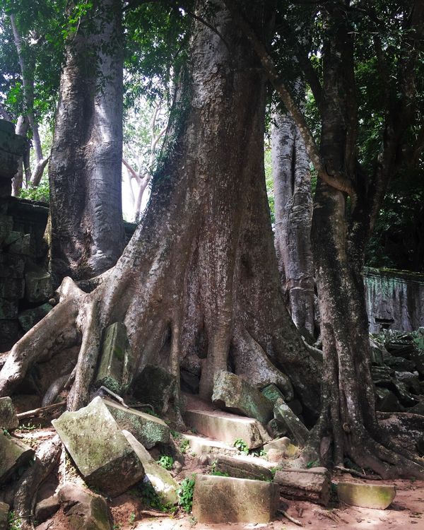 カンボジア・シェムリアップ「遺跡に圧倒された旅」の写真：タ・プローム

巨木に侵食されたヒンドゥ...
