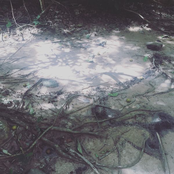 カンボジア・シェムリアップ「遺跡に圧倒された旅」の写真：アンコールワット

ふと地面を見ると
も...