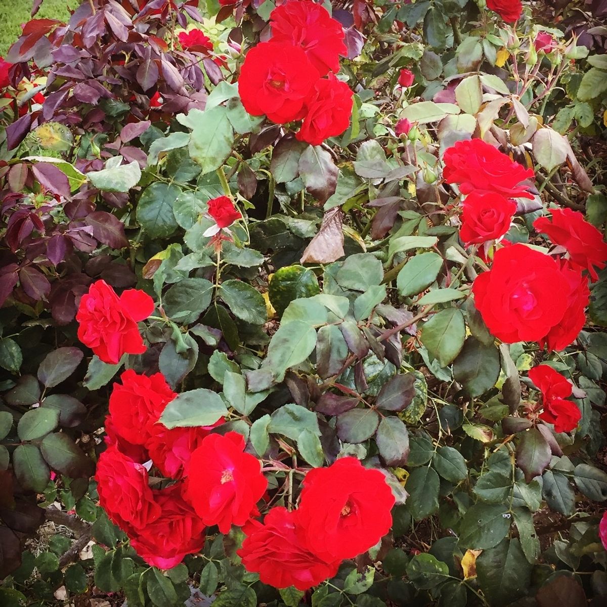 ミュニシパル・ローズ・ガーデン

ここの薔薇達は種類も豊富で本当に綺麗だった💕