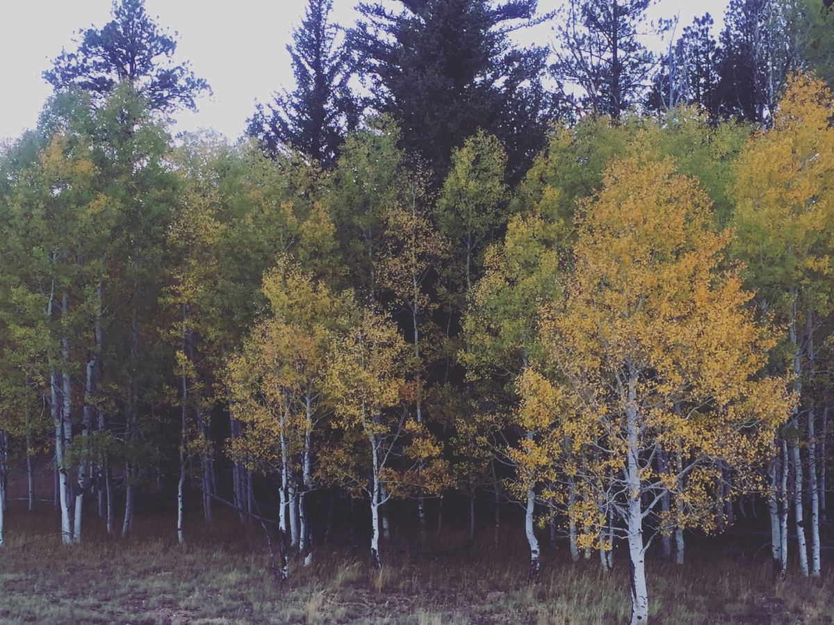 カイバ・ナショナル・フォレスト

ちょうど紅葉の季節で草木の景色が綺麗だった🍁